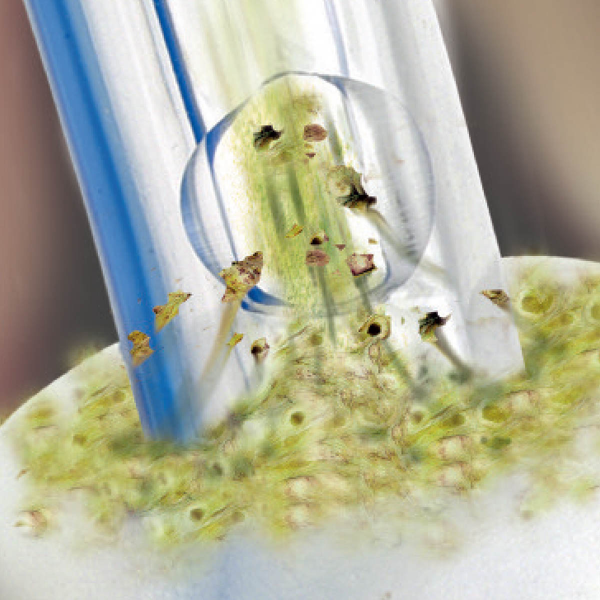 medcorp_smiths-medical-sonda-endotraqueal-para-aspiracao-supra-cuff-sacett-07